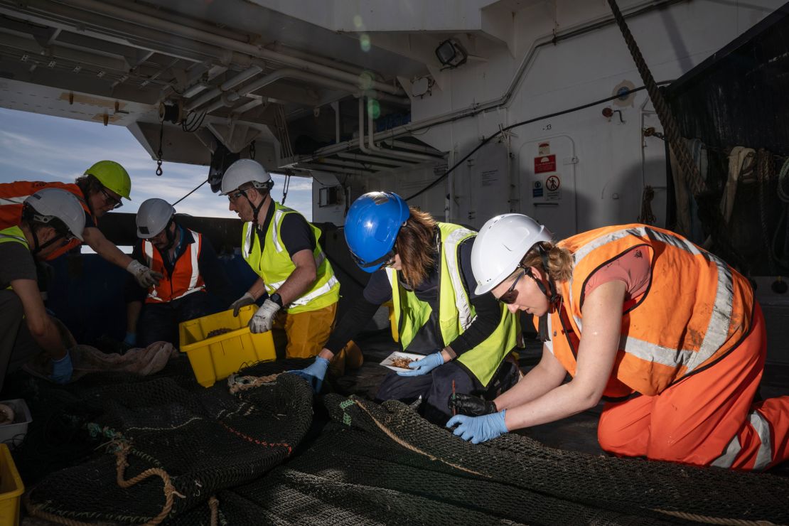 Los investigadores buscan y clasifican una muestra recolectada del fondo del océano a bordo del buque de investigación Tangaroa.