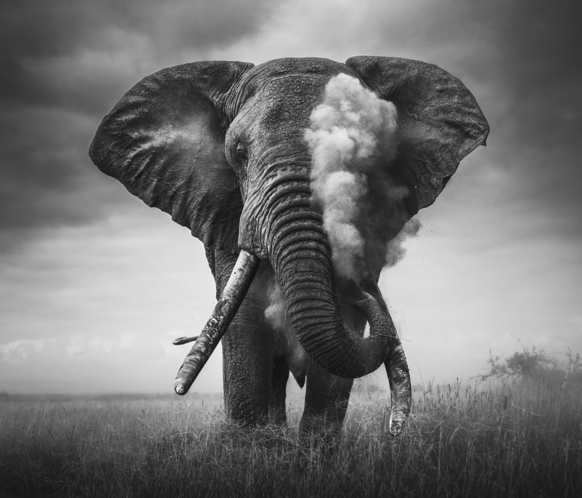 Through his book, he wanted to show different aspects of elephants’ lives, such as fighting, mud-bathing, swimming, reaching up for branches and social relationships.