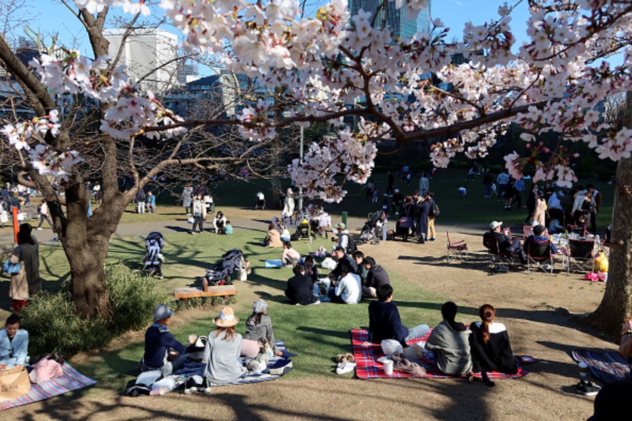 Groups gather to celebrate the beginning of the cherry blossom season with traditional "hanami" parties on March 20, 2020 in Tokyo, Japan.