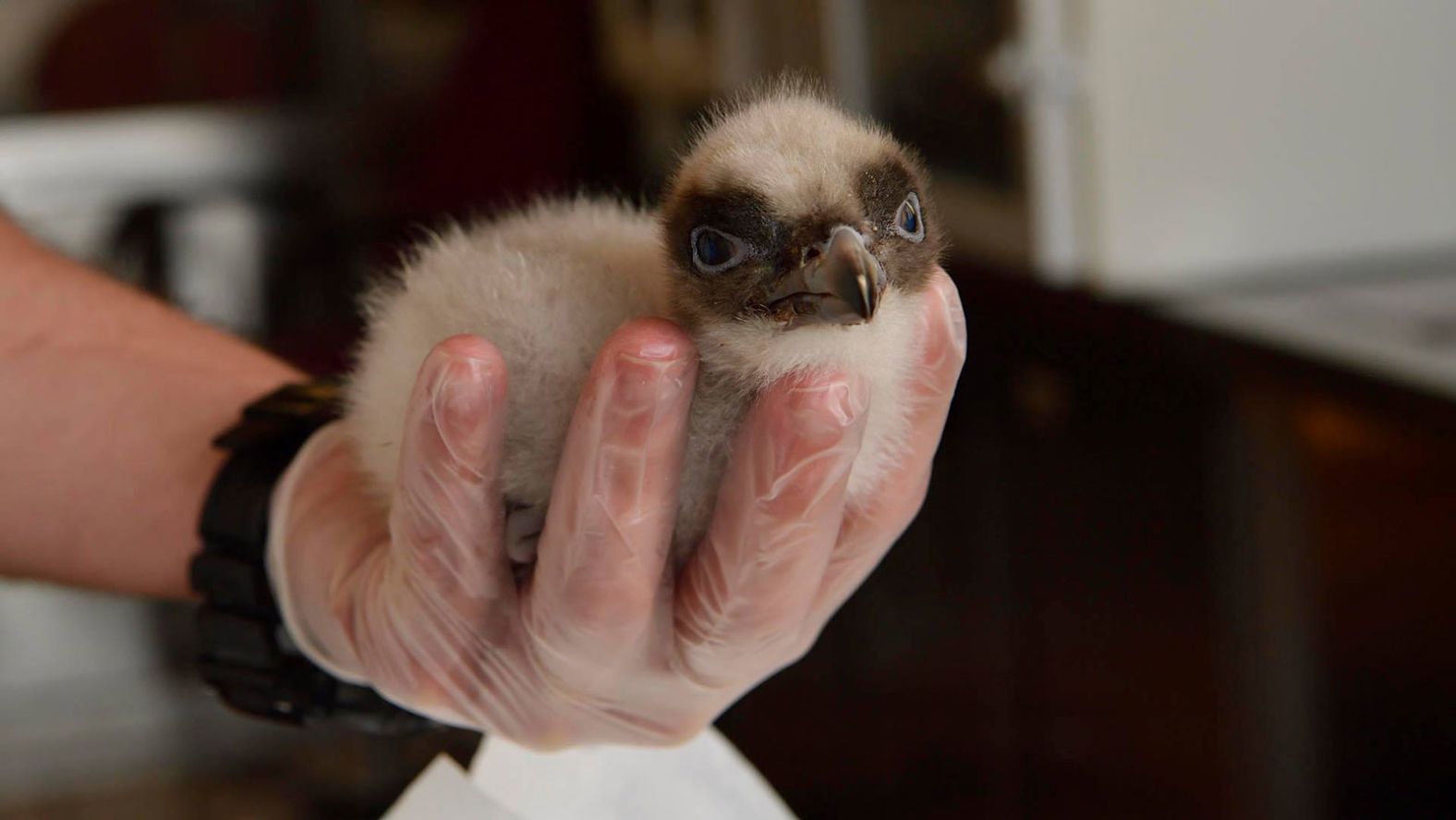 The Alpine population is increasing “exponentially,” José Tavares, director of the Vulture Conservation Foundation, told CNN. Now that the population is stable, the team have started releasing genetically distinct birds to increase the diversity of the population so “they’re fully equipped to survive, even in a period of climate change.” Pictured here, a captive-bred chick at Vallcalent Specialized Breeding Unit in Spain.