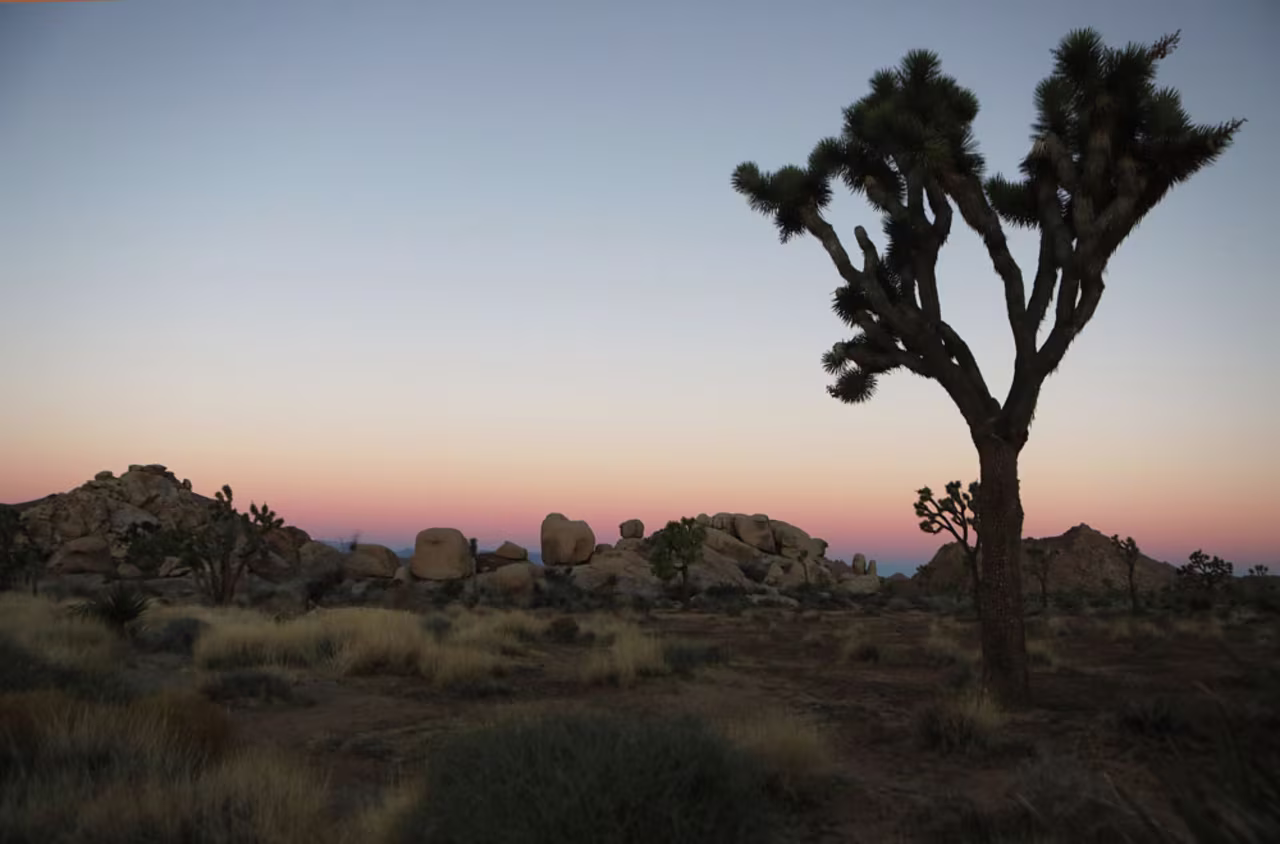 In this January 4, 2019 photo, a Joshua tree stands at Joshua Tree National Park in California.