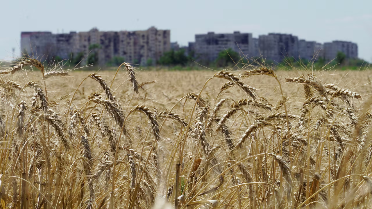 A wheat field near Mariupol in the Donetsk region, Ukraine, on July 15.