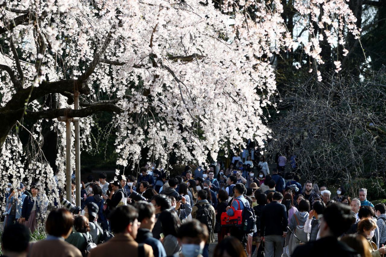 People flock to Tokyo city parks to view the blooming cherry blossoms on March 21. 