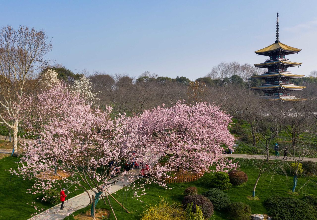 A group of medical staff workers take photos amid cherry blossoms at Moshan cherry garden in Wuhan on March 5.