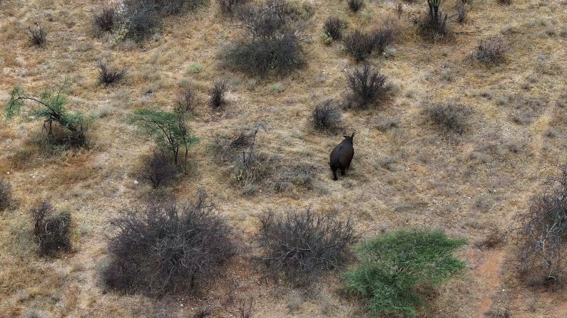 A drone shot of Sarah after receiving medical treatment. She is finally able to put her tail down.