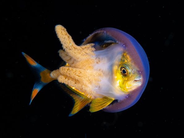 A young jackfish hiding inside a jellyfish, captured by Katherine Lu as part of her nomination in the portfolio category.