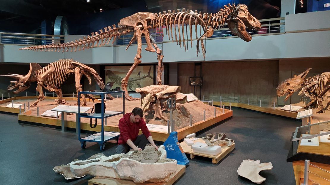 Lead study author Jared Voris, a postdoctoral scholar at the University of Calgary, can be seen studying a Tyrannosaurus rex fossil as an assembled specimen looms behind him.