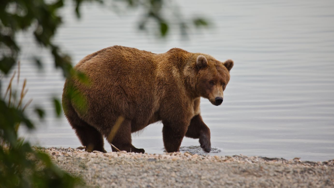 Bear 901 struts proudly along the Brooks River.