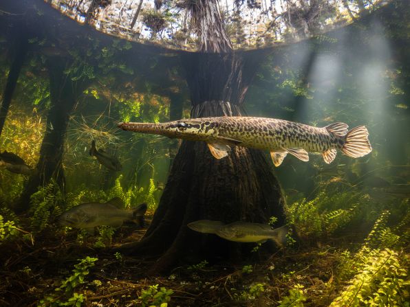 Bryant Turffs' underwater scene was taken on a GoPro camera in the Everglades National Park, Florida, winning the Compact category.