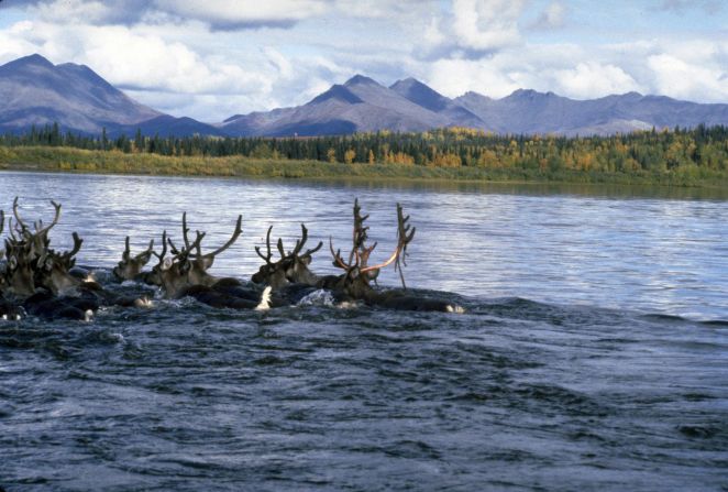 <strong>4. Kobuk Valley National Park:</strong> Half a million caribou migrate through this Alaska park, crossing the Kobuk River and Onion Portage, according to the National Park Service.