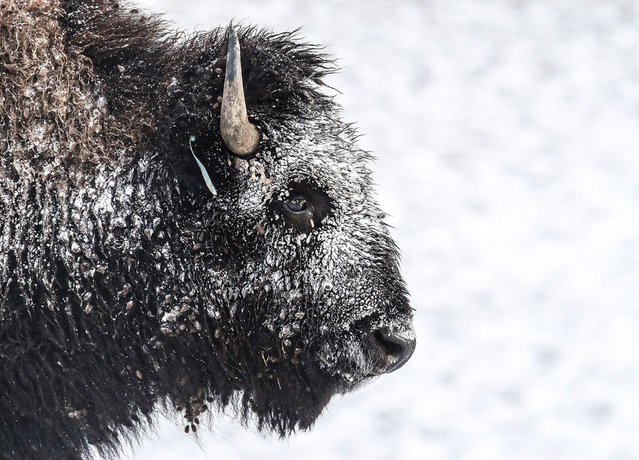 Snow collects on a bison at Longfield Farm in Goshen, Kentucky, on Dec. 23. 