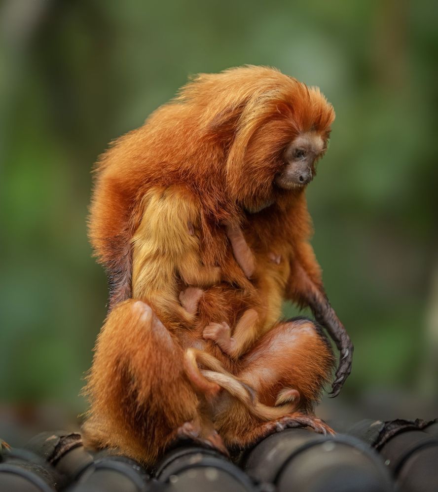 In 1973, <a href="index.php?page=&url=https%3A%2F%2Fwww.savetheliontamarin.org%2Freintroduction" target="_blank">43 zoos and breeding centers</a> across three continents established a golden lion tamarin breeding program to help create a managed captive population. One hundred and forty-six captive-born monkeys from these institutions were then reintroduced to biological wildlife reserves between 1984 and 2001. It is thought that around <a href="index.php?page=&url=https%3A%2F%2Fstatic1.squarespace.com%2Fstatic%2F5ce957136b677300013e15bc%2Ft%2F645b8110ddceec6de354ed21%2F1683718418232%2FFinal%2BGLT%2BFact%2BSheet%2BApril%2B2023%2Breduced.pdf" target="_blank">40% of the wild golden lion tamarin</a> population today is descended from these reintroduced individuals.