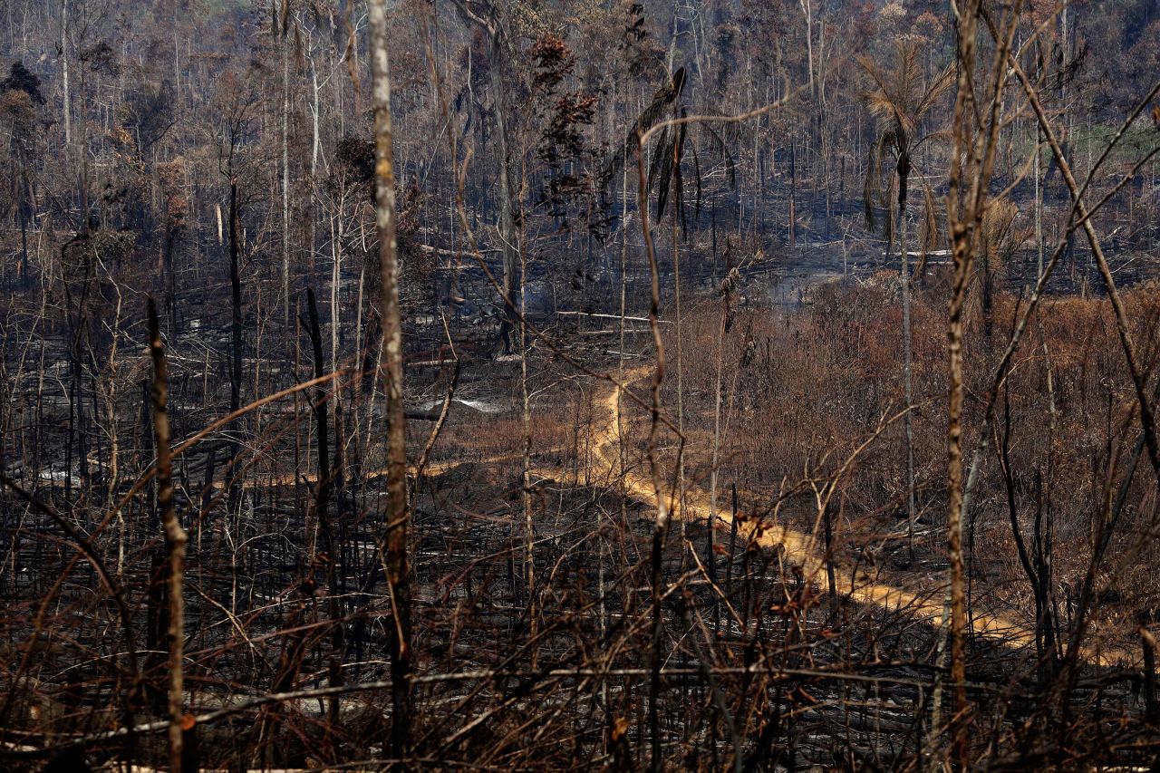 The Amazon has been burning at the highest rate since 2013. 