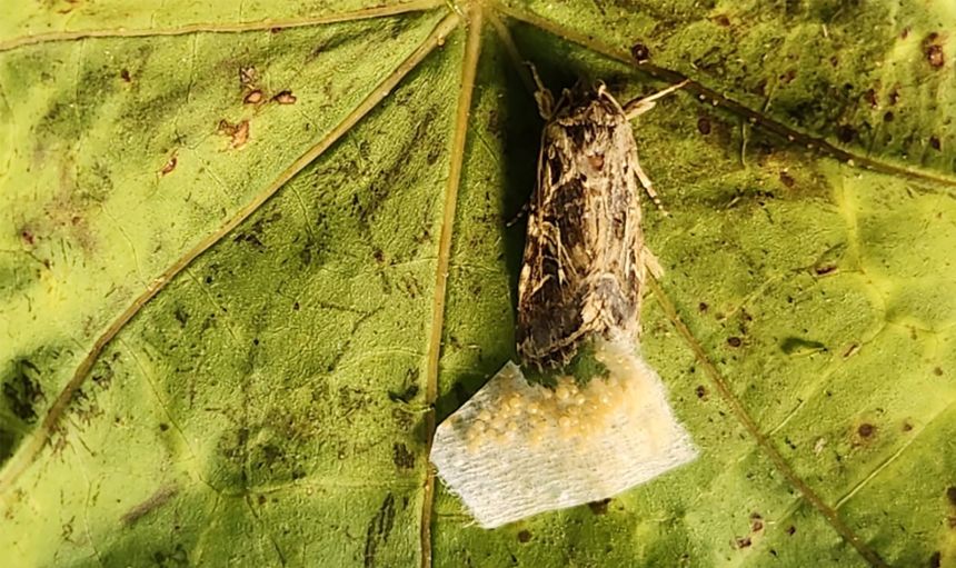 The Egyptian cotton leafworm moth prefers to lay eggs on quiet plants over ones emitting ultrasonic distress sounds, new research suggests.