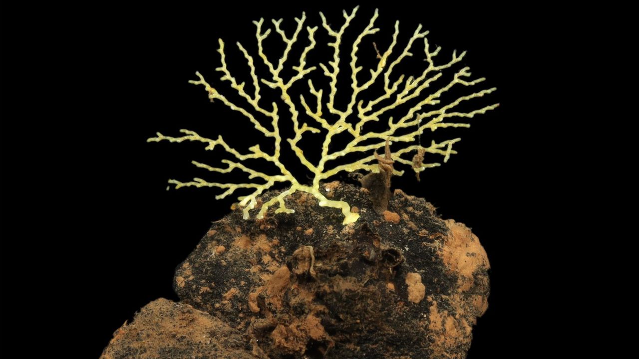 Many deep-sea life-forms are reliant on the polymetallic nodules, which form slowly. Here, a branching bryozoan uses a nodule as a surface on which to grow.
