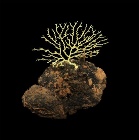 Many deep-sea life-forms are reliant on the polymetallic nodules, which form slowly. Here, a branching bryozoan uses a nodule as a surface on which to grow.