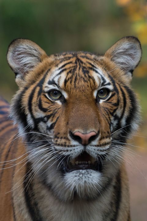 Nadia, a 4-year-old female Malayan tiger at the Bronx Zoo, has tested positive for coronavirus.