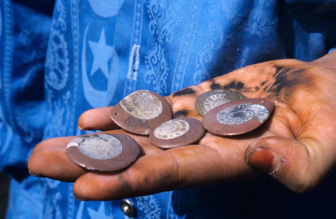 A Moroccan boy sells fossilized ammonites, which are extinct shelled mollusks.