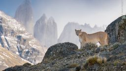 <strong>Scanning the Realm by Aaron Baggenstos (USA)</strong><br /><br /><br />A puma stands on a windswept outcrop in the rugged mountain terrain of Torres del Paine National Park, Chile.<br /><br /><br />It is a symbol of hope. A successful conservation movement led to the creation of the national park and a rise in ecotourism in the region.<br /><br /><br />This has also helped to reduce conflict between pumas and local gauchos (sheep farmers). The gauchos view pumas more positively because they’re attracting tourists, which is good for income.<br /><br /><br />The introduction of sheepdogs has also helped. The dogs confront any approaching pumas and stop them attacking the sheep. In turn, the pumas hunt their natural prey, and the gauchos are less likely to shoot them.<br /><br /><br />The change has been gradual but has gained momentum over the past 20 to 30 years. There is hope that humans and pumas can live alongside one another.