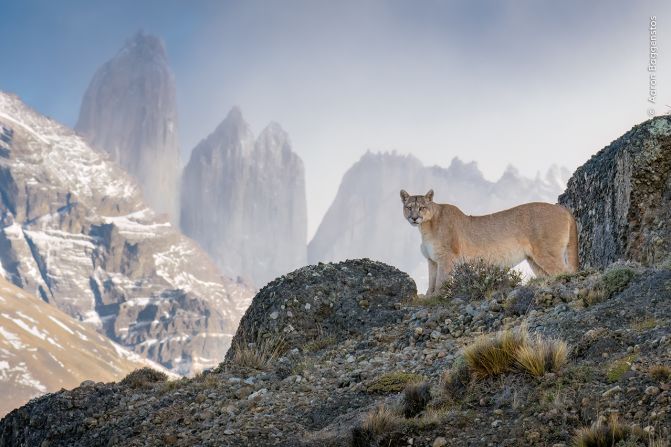 Aaron Baggenstos captured this image of a puma in the Torres del Paine National Park in Chile.