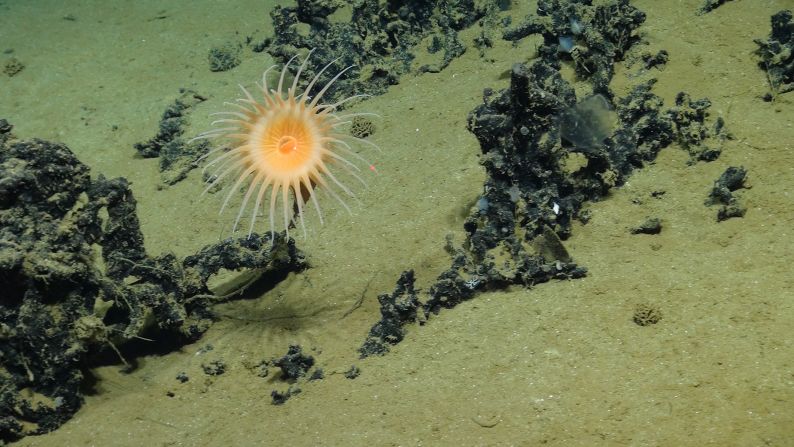 An abyssal sea anemone, a close relative of jellyfish, makes its home in a reef of nodules containing the metal manganese.