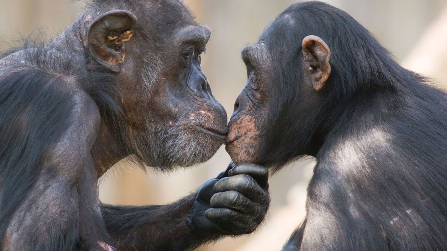 Un chimpancé macho y una hembra se miran fijamente a los ojos.