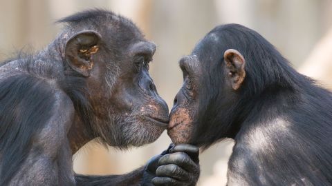 AC5AWG A male and a female chimpanzee (Pan troglodytes) looking deeply in each others eyes
