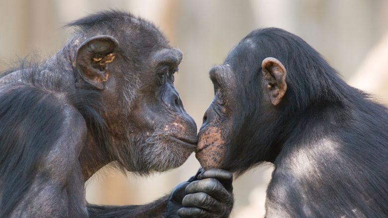 AC5AWG A male and a female chimpanzee (Pan troglodytes) looking deeply in each others eyes
