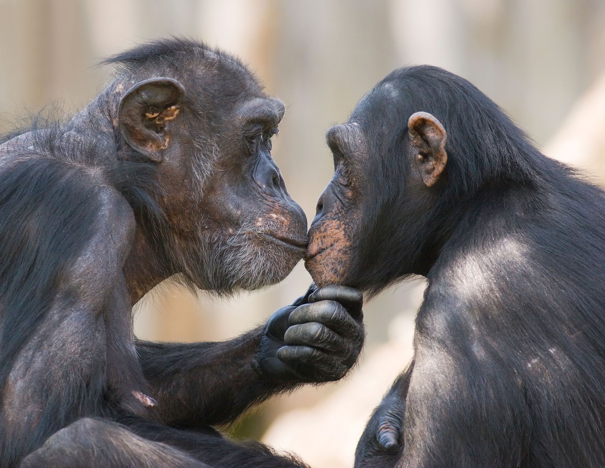 بوسیدن یک «معمای تکاملی» است؛ دانشمندان منشأ غیرمنتظره آن را ترسیم کردند