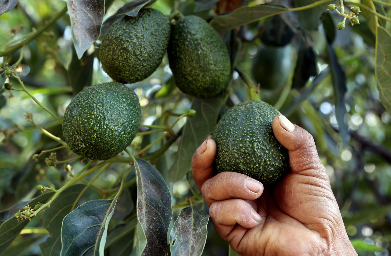 A farmer works at an avocado plantation in El Carmen ranch in the community of Tochimilco, Puebla State, Mexico, on April 5