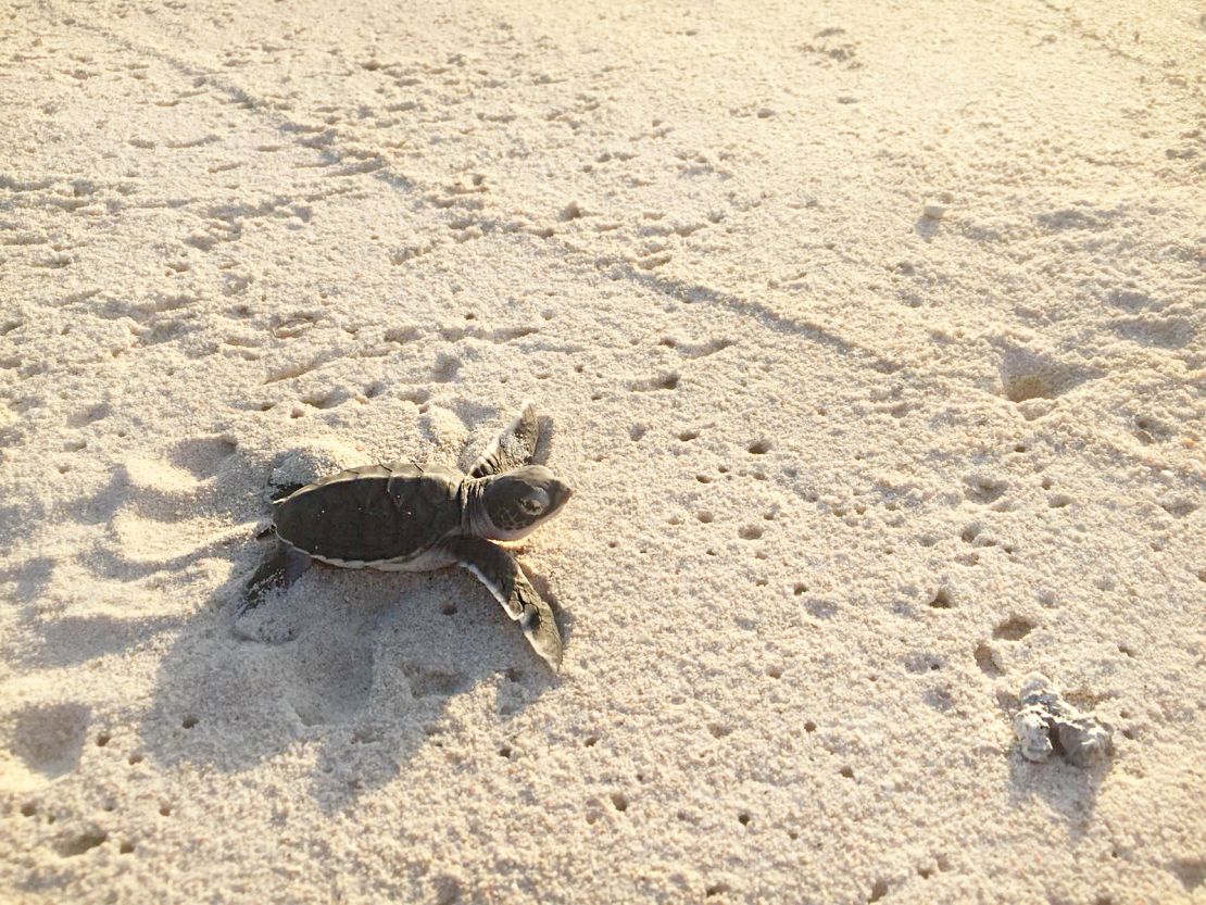 As well as reef restoration, the island hosts a turtle hatching zone. Five turtle species live in the marine park around Thanda Island.