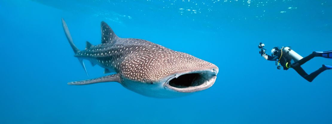 Whale sharks are frequent visitors to the waters near the island, with over 120 individuals identified.