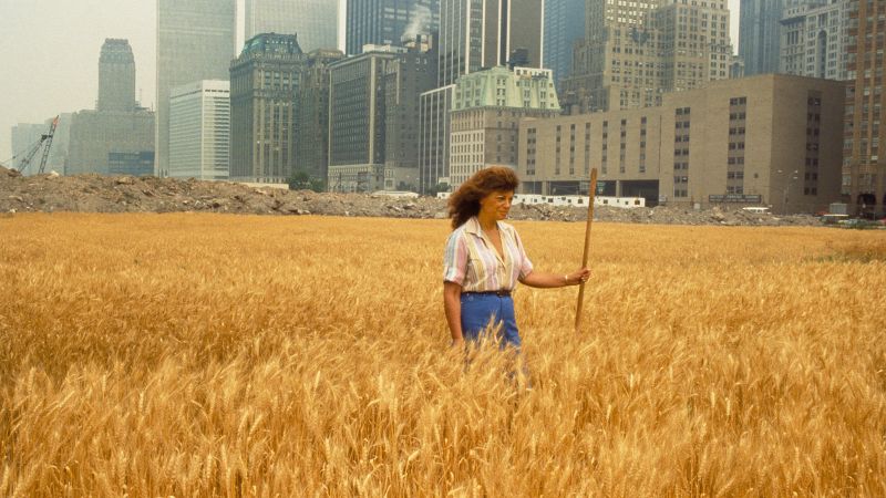Художник-пионер веднъж засади два акра пшеница в Ню Йорк като акт на бунт. Сега се появява ново поле