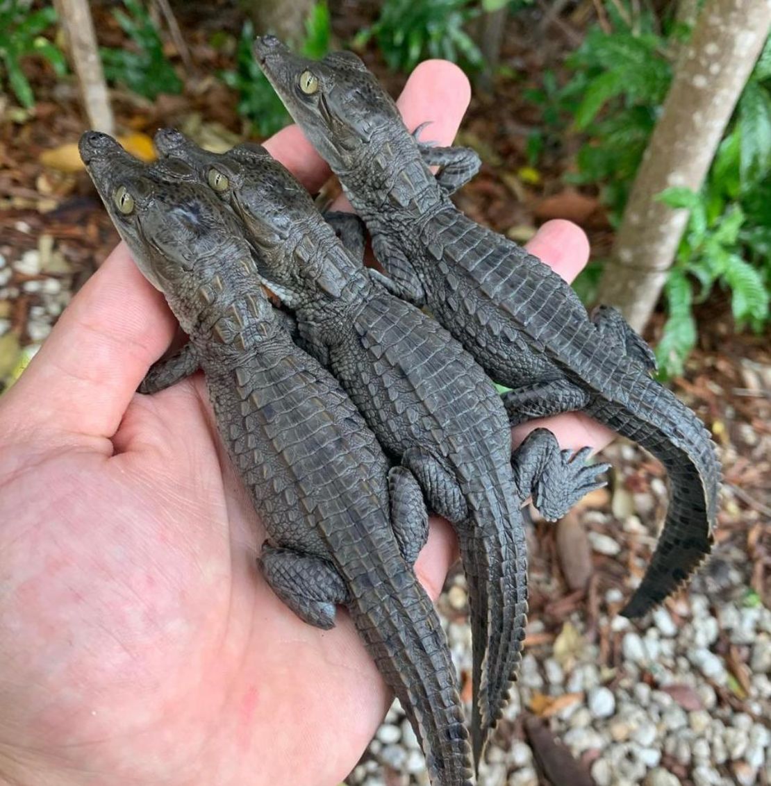 The sanctuary is home to 18 baby crocodiles, which it plans to release back into the wild.