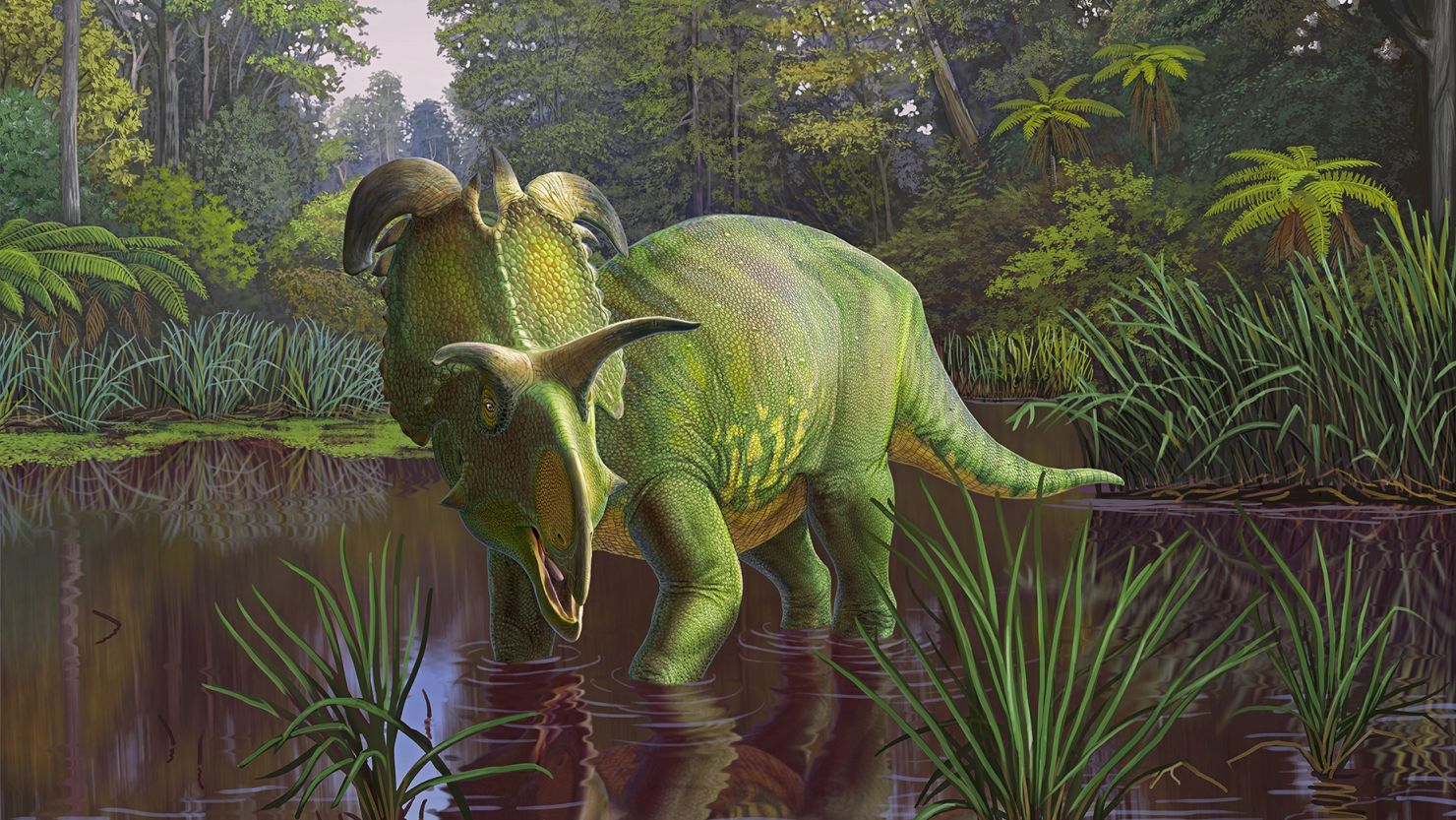 A reconstruction shows the newly named dinosaur species Lokiceratops rangiformis in a swamp habitat of what's now Montana. The dinosaur lived about 78 million years ago.