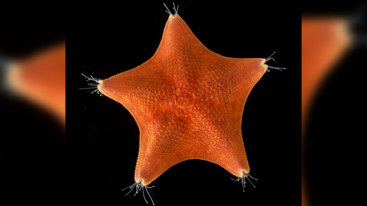 The body plan of starfish is largely a head that lacks a tail or torso.