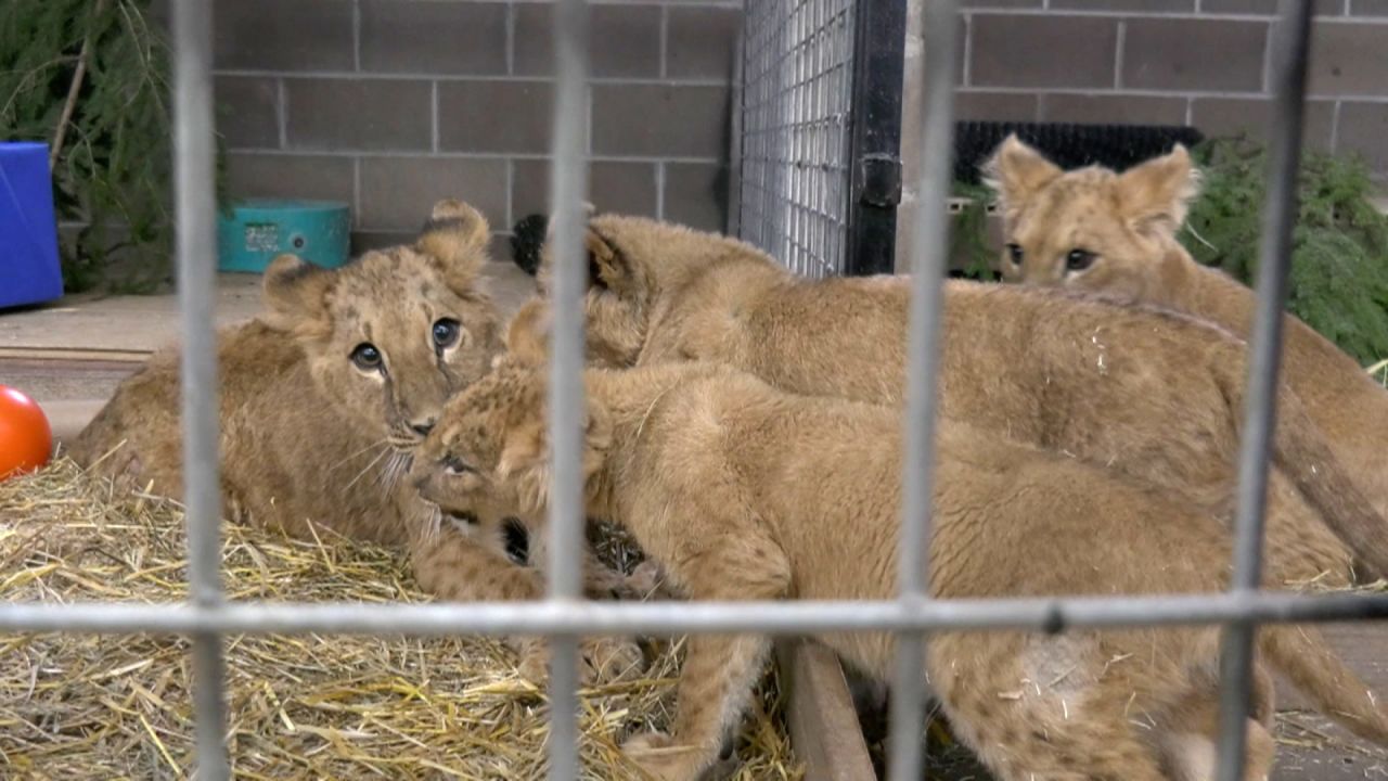 Four lion cubs were rescued from Ukraine and brought to a sanctuary in Minnesota.?