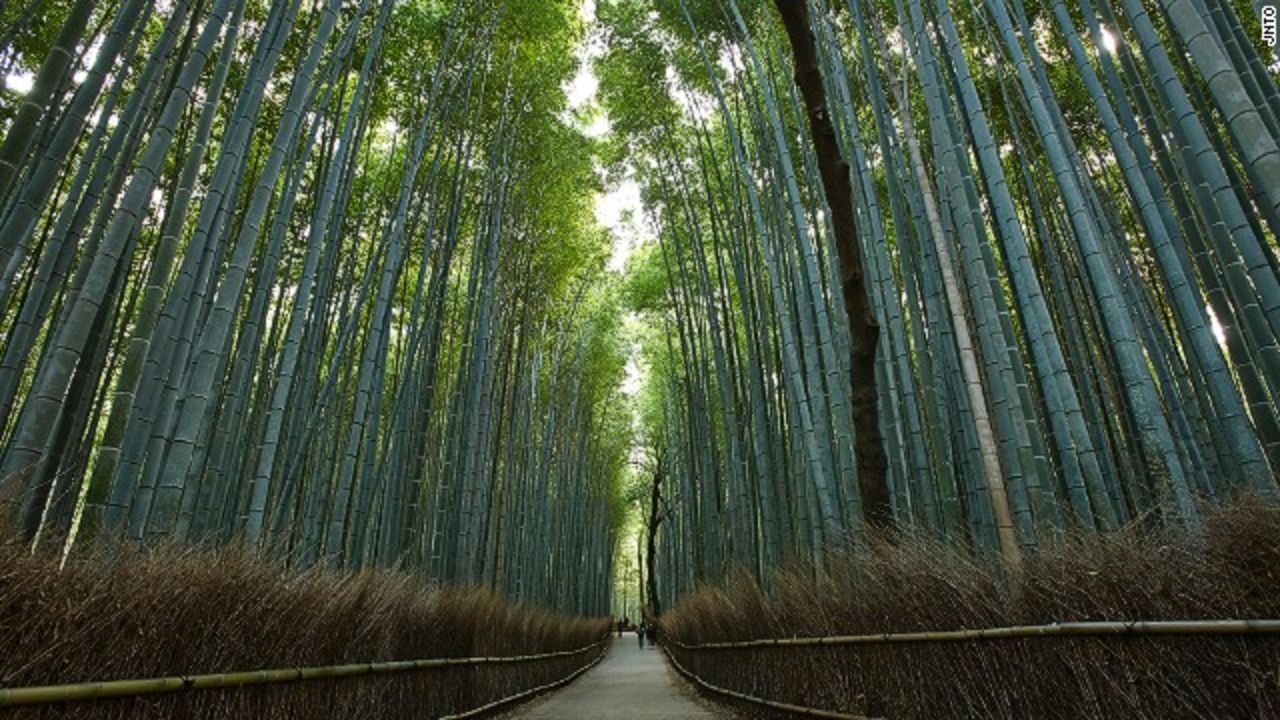 The Bamboo Forest in Kyoto's Arashiyama neighborhood.