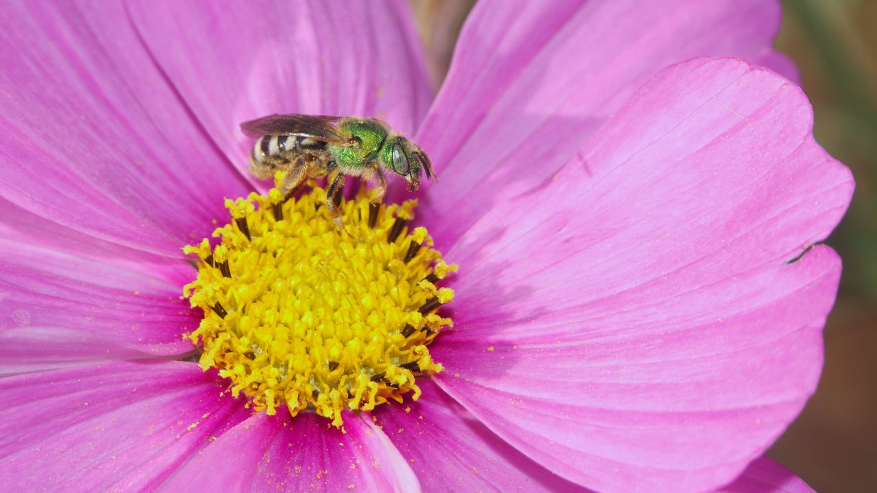 A sweat bee (Agapostemom) is seen on a cosmo flower.