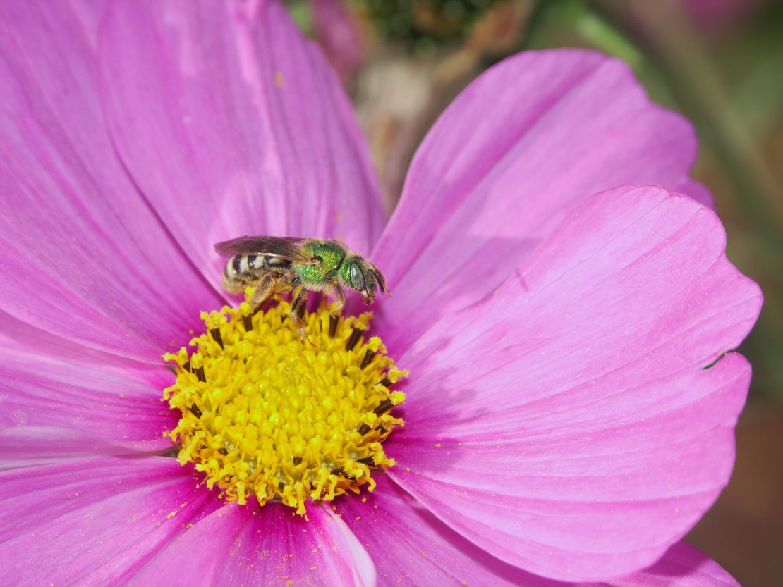 A sweat bee pollinates a cosmo flower.