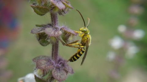 Agapostemon.jpeg