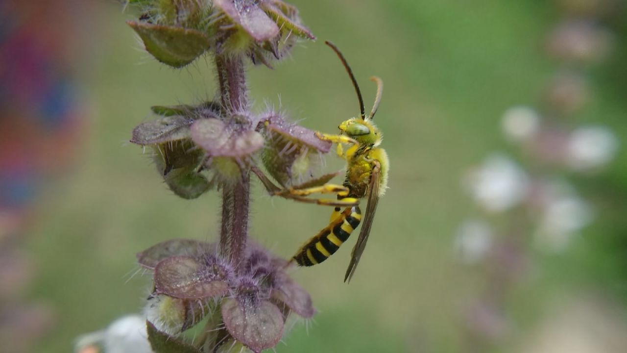 Agapostemon.jpeg