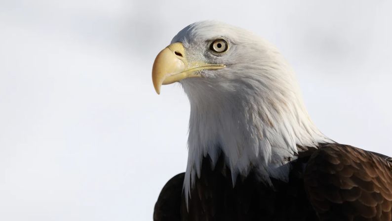 Las águilas calvas llegaron a estar al borde de la extinción en Estados Unidos, <a href="https://eagles.org/what-we-do/educate/learn-about-eagles/bald-eagle-decline-recovery/#:~:text=Bald%20eagles%20once%20teetered%20on,eagles%2C%20including%2071%2C400%20nesting%20pairs." target="_blank">explica la American Eagle Foundation</a>. Entre sus grandes amenazas estaba el uso generalizado del insecticida DDT a partir de la década de 1940, que hacía que las cáscaras de los huevos se volvieran tan finas que se rompían con facilidad. Estas majestuosas aves también eran abatidas por quienes decían que amenazaban al ganado. A comienzos de la década de 1960 había solo 417 parejas nidificantes en los 48 estados continentales. Años después se prohibió el uso del DDT y hoy se estima que hay más de 316.000 ejemplares.