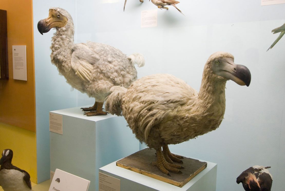 Specimens of the extinct dodo bird are seen on display in London's Natural History Museum.