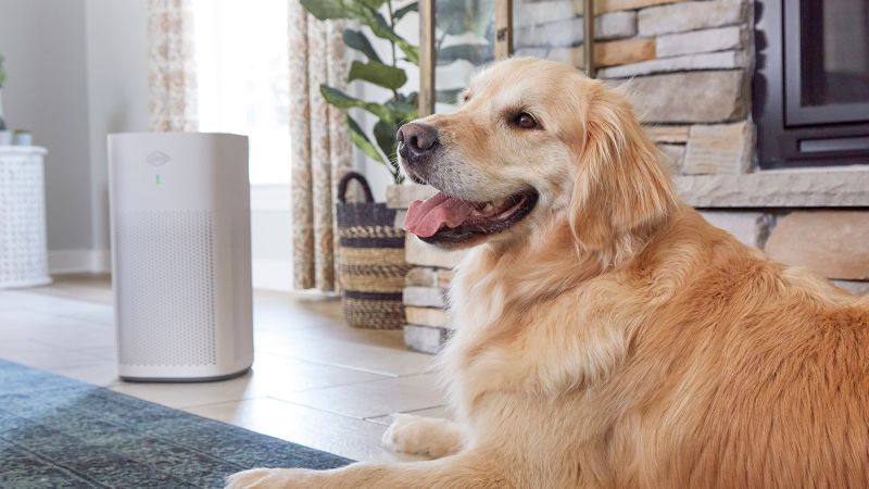 Air purifier for house deals with pets