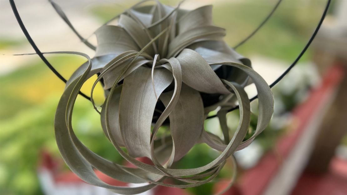 airplant-1