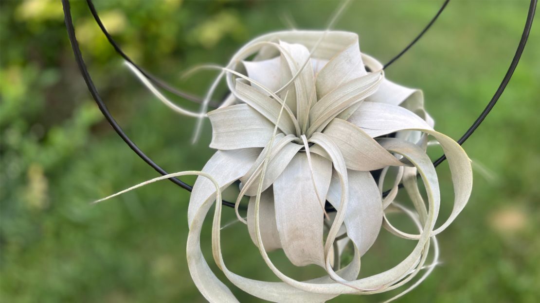 airplant-3