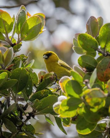 Hawaii’s honeycreepers feature in local <a href="https://www.mauiforestbirds.org/cultural-significance/" target="_blank">mythology</a> and their loss would have a wider<strong> </strong>environmental impact as they are key pollinators and seed dispersers. The ʻakekeʻe (pictured) is critically endangered, with an estimated 100 individuals remaining in the wild.