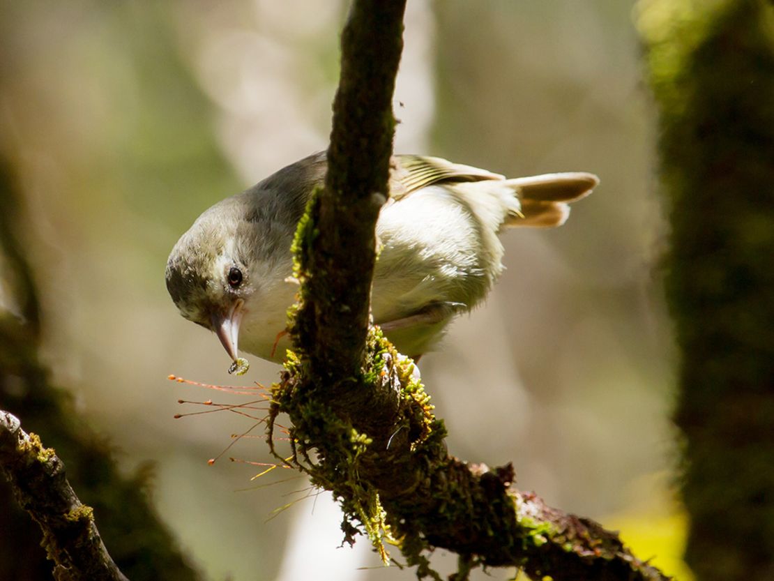 The ‘akikiki is functionally extinct in the wild.