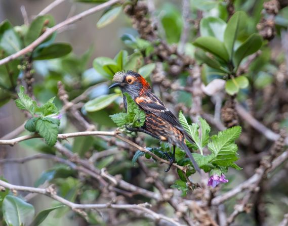 There were once more than 50 known species of honeycreepers in Hawaii, but today only 17 are left, most of which are threatened. The <a href="https://dlnr.hawaii.gov/wildlife/birds/akohekohe/" target="_blank">ʻĀkohekohe</a> (pictured) is found on the island of Maui and is critically endangered.